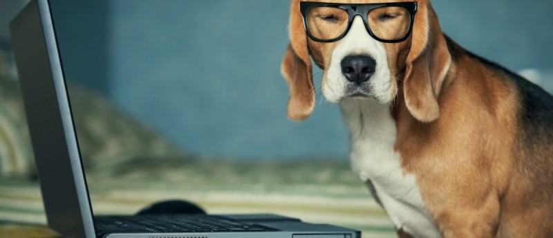 dog glasses entrepreneurs